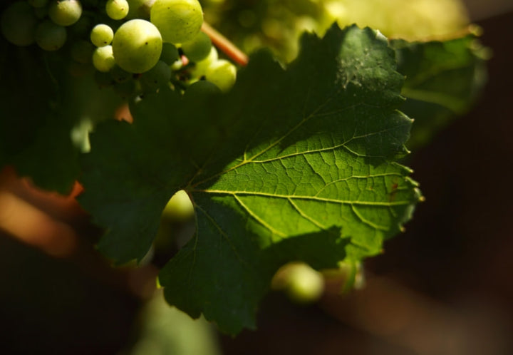 Domaine Lamy-Pillot Chassagne-Montrachet 'Pot Bois'