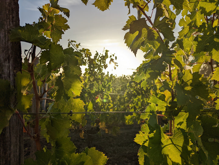 Chateau La Rose Perriere Blanc