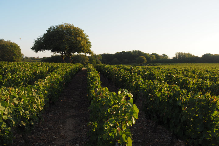 Oedoria Cremant de Bourgogne 'Diamant' NV