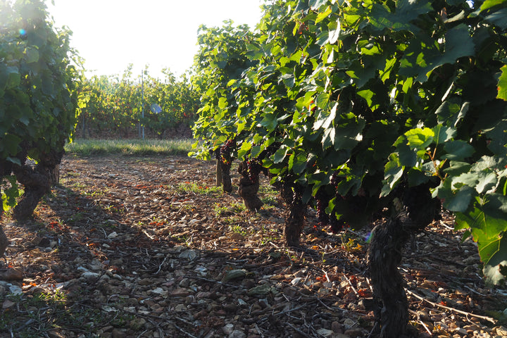 Oedoria Cremant de Bourgogne 'Diamant' NV