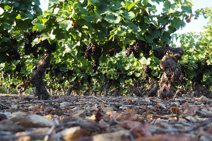 Oedoria Cremant de Bourgogne 'Diamant' NV