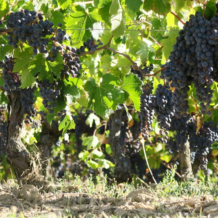 Chateau La Rose Perriere Rouge