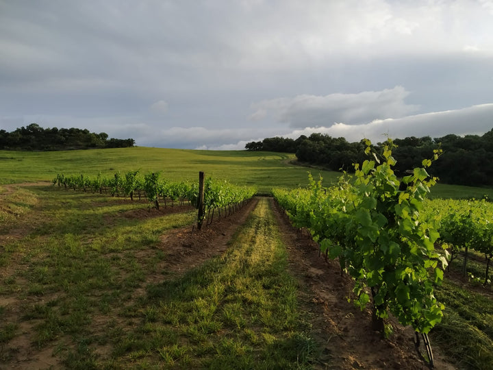 Enate Cabernet-Merlot