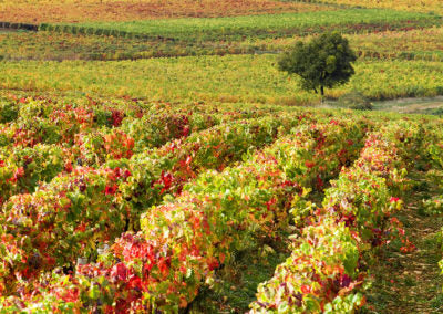 Domaine de Rochebin Bourgogne Rouge 'Clos St-Germain'
