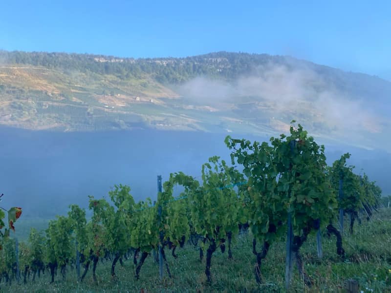 Domaine Lingot Martin