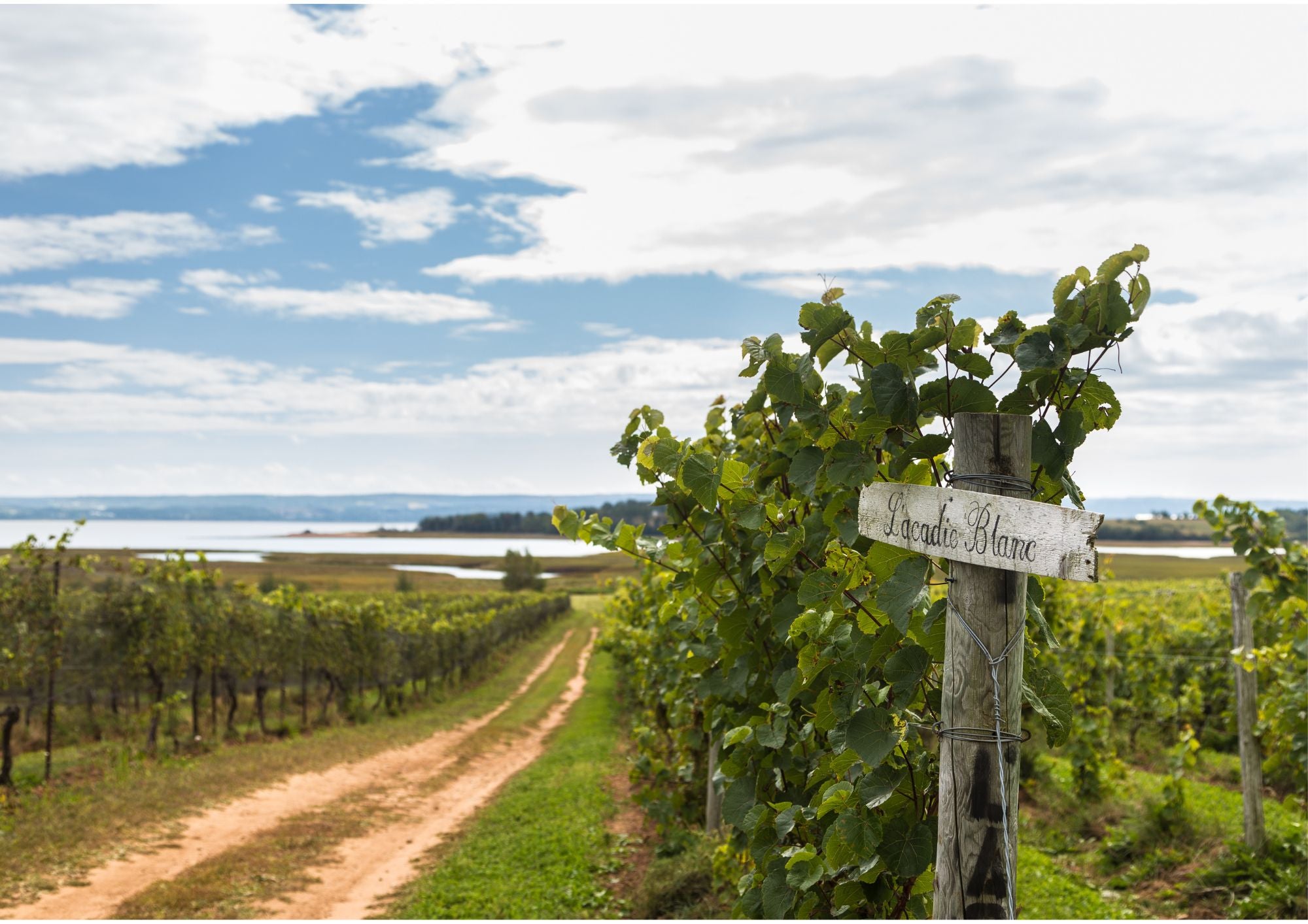 L'Acadie Vineyards