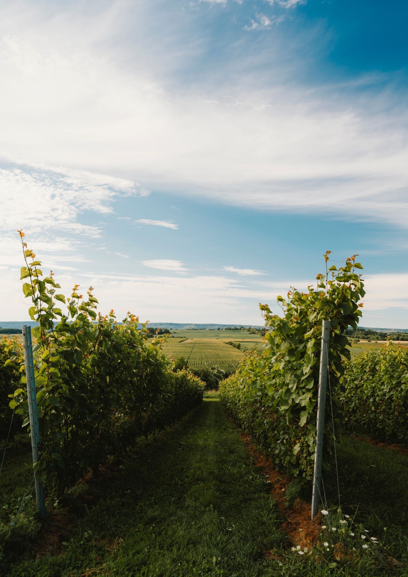 Lightfoot & Wolfville Vineyards