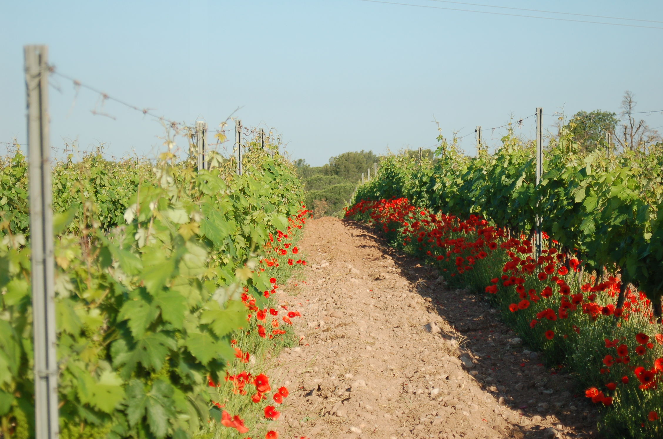 Low & No-Alcohol Wines