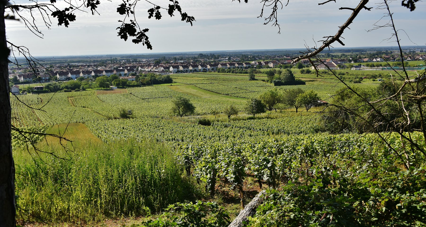 Domaine Rene Bouvier
