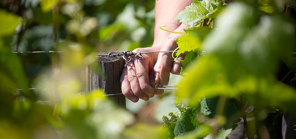 Coming Soon Domaine Bony-Gachot