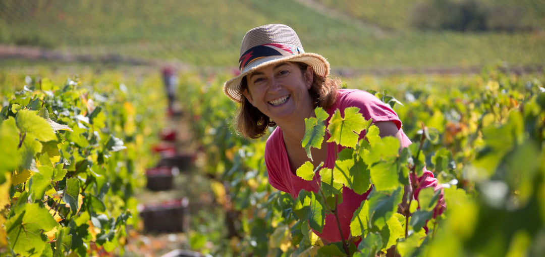 Coming Soon Domaine Bony-Gachot