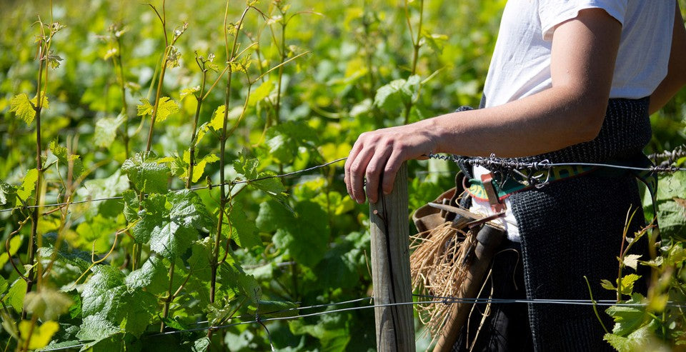 Coming Soon Domaine Bony-Gachot