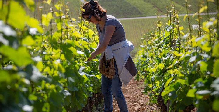 Coming Soon Domaine Bony-Gachot