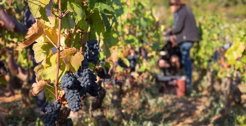 Coming Soon Domaine Bony-Gachot