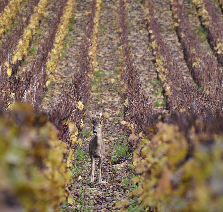 Coming Soon Domaine Rene Bouvier Bourgogne- Aligoté