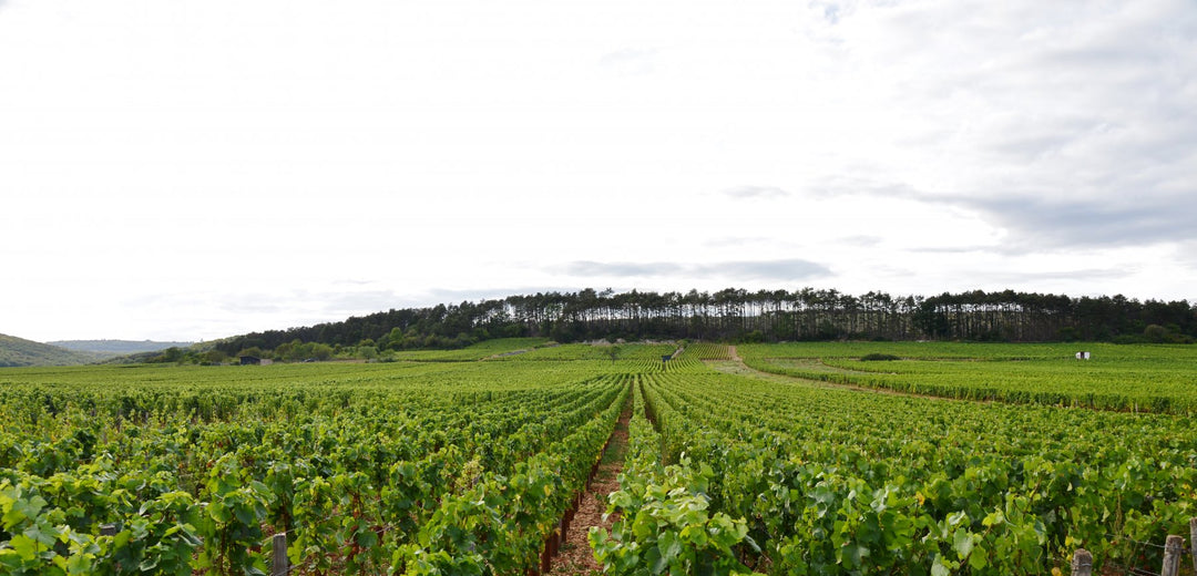 Coming Soon Domaine Rene Bouvier Bourgogne- Aligoté