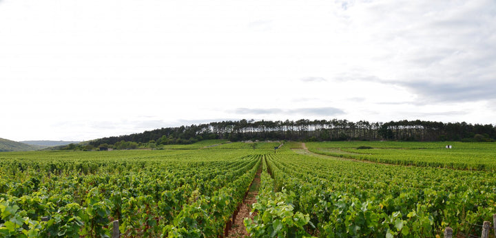 Coming Soon Domaine Rene Bouvier Bourgogne- Aligoté