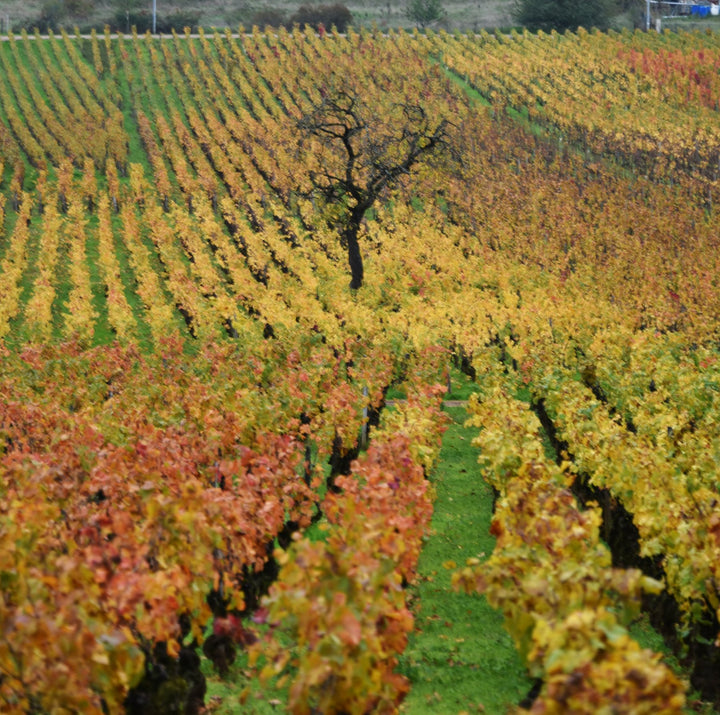 Coming Soon Domaine Rene Bouvier Bourgogne- Aligoté