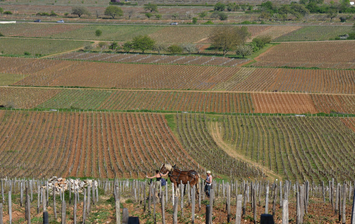 Coming Soon Domaine Rene Bouvier Bourgogne- Aligoté