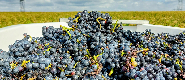 Coming Soon Jean Charles Rion Bourgogne Côte d'Or Pinot Noir