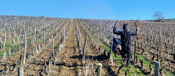 Coming Soon Jean Charles Rion Bourgogne Côte d'Or Pinot Noir