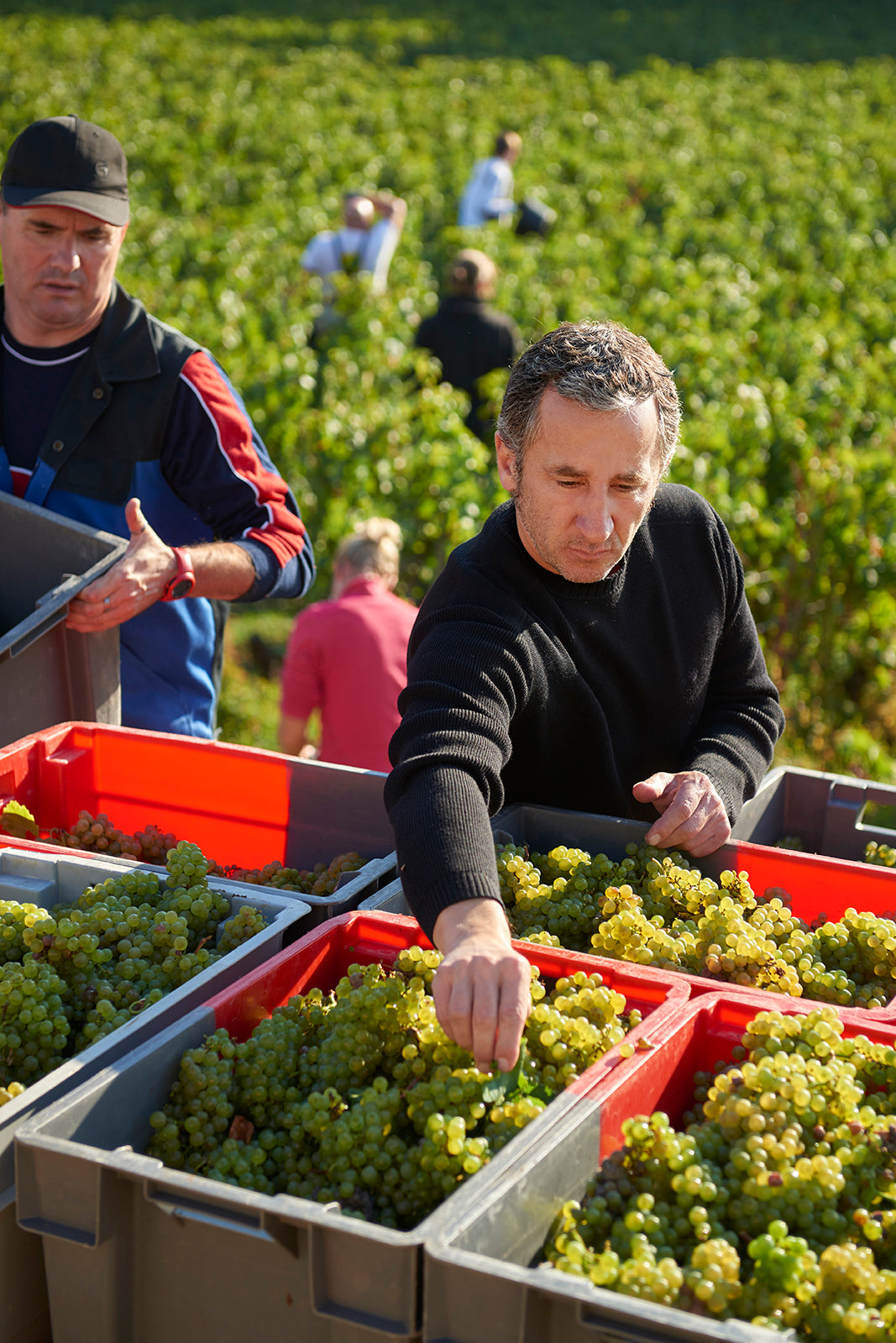 Coming Soon Domaine Rene Bouvier Bourgogne- Aligoté
