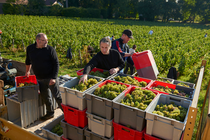 Coming Soon Domaine Rene Bouvier Bourgogne- Aligoté