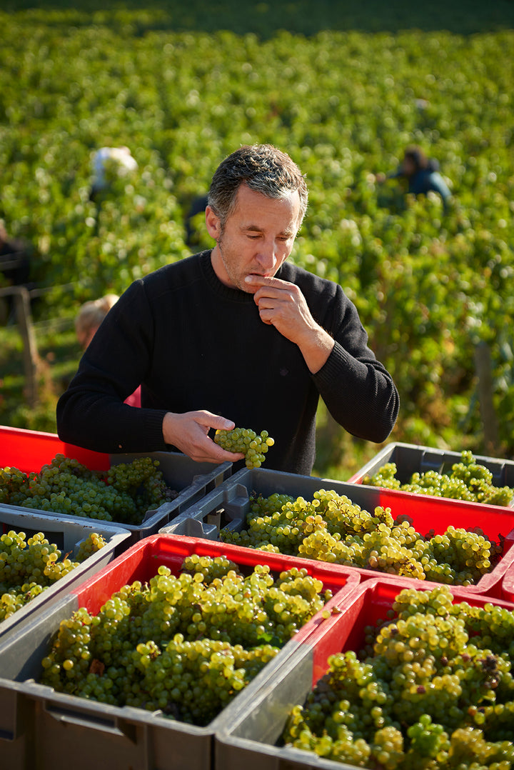 Coming Soon Domaine Rene Bouvier Bourgogne- Aligoté