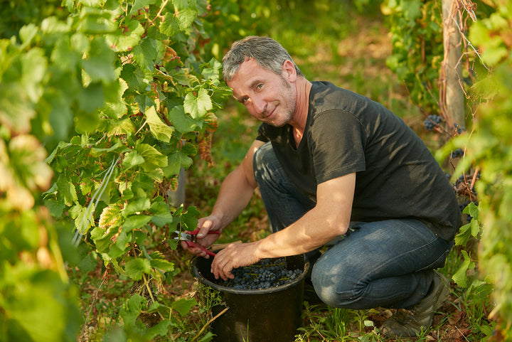 Coming Soon Domaine Rene Bouvier Bourgogne- Aligoté