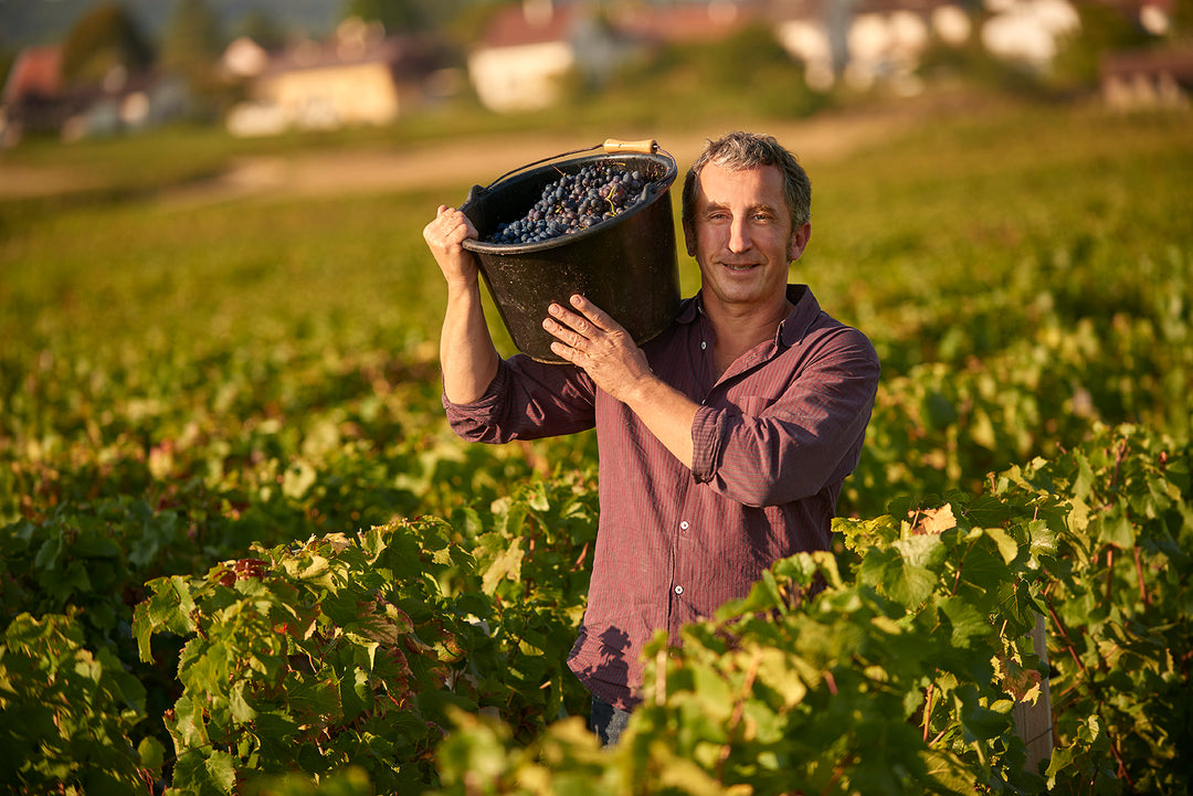 Coming Soon Domaine Rene Bouvier Bourgogne- Aligoté