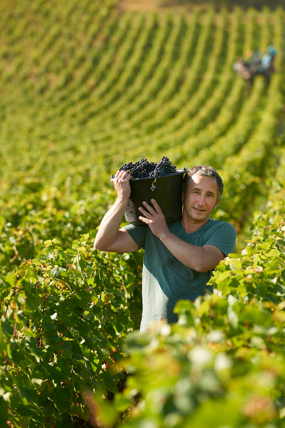 Coming Soon Domaine Rene Bouvier Bourgogne- Aligoté